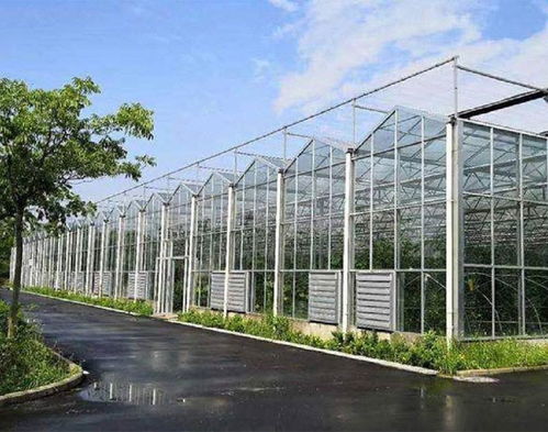 连栋玻璃温室工程设计图 丰贸温室线上咨询